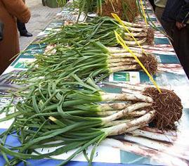 Calçots